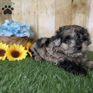 Snickers, Shih-Poo Puppy